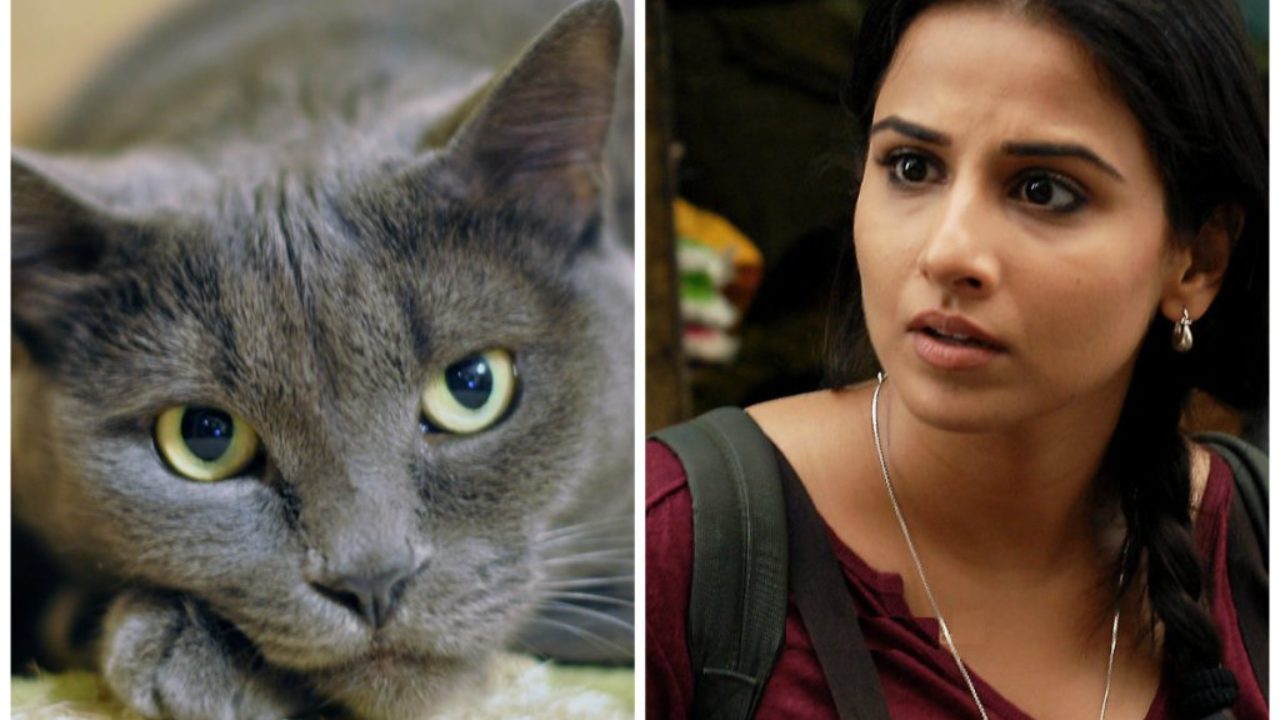 Vidya Balan is Scared of Cats | Bollywood Bubble